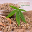 Hemp Seeds | 100g