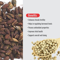 HerbElixir Putra jeeva(200gm) + Shivlingi Beej (100gm)